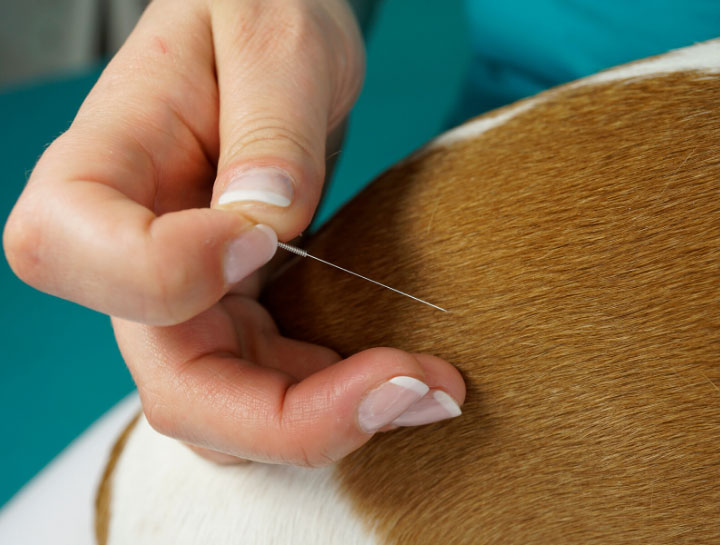 Acupuncture for Pets in South Thomaston