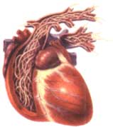 Heartworm Heart